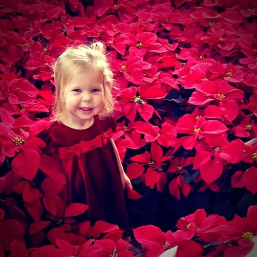Poinsettias to Thank Donors