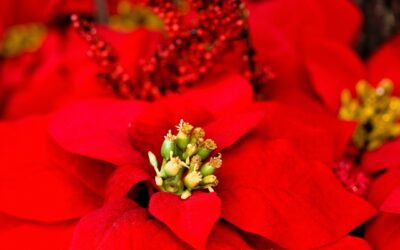 It is Poinsettia Time!